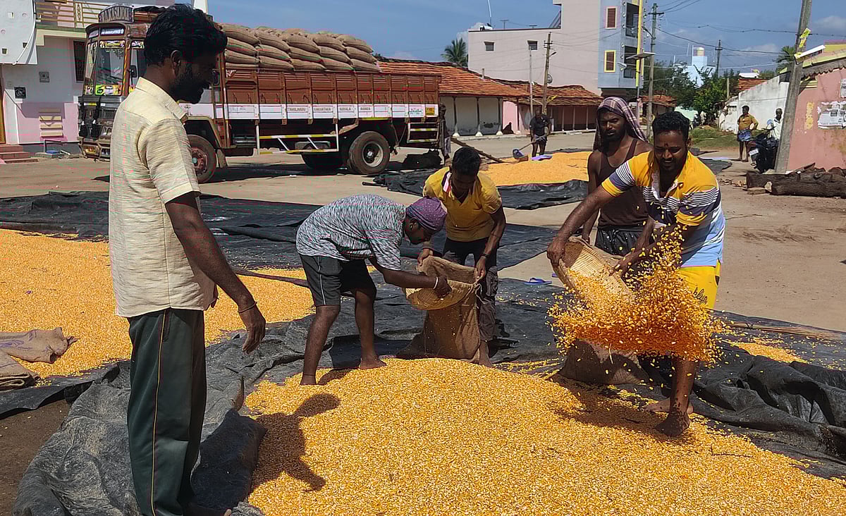 ಯಳಂದೂರು | ಕೃಷಿಕರ ಕೈಹಿಡಿದ ಮೆಕ್ಕೆಜೋಳ: ಇಳುವರಿ, ದರ ಹೆಚ್ಚಳ