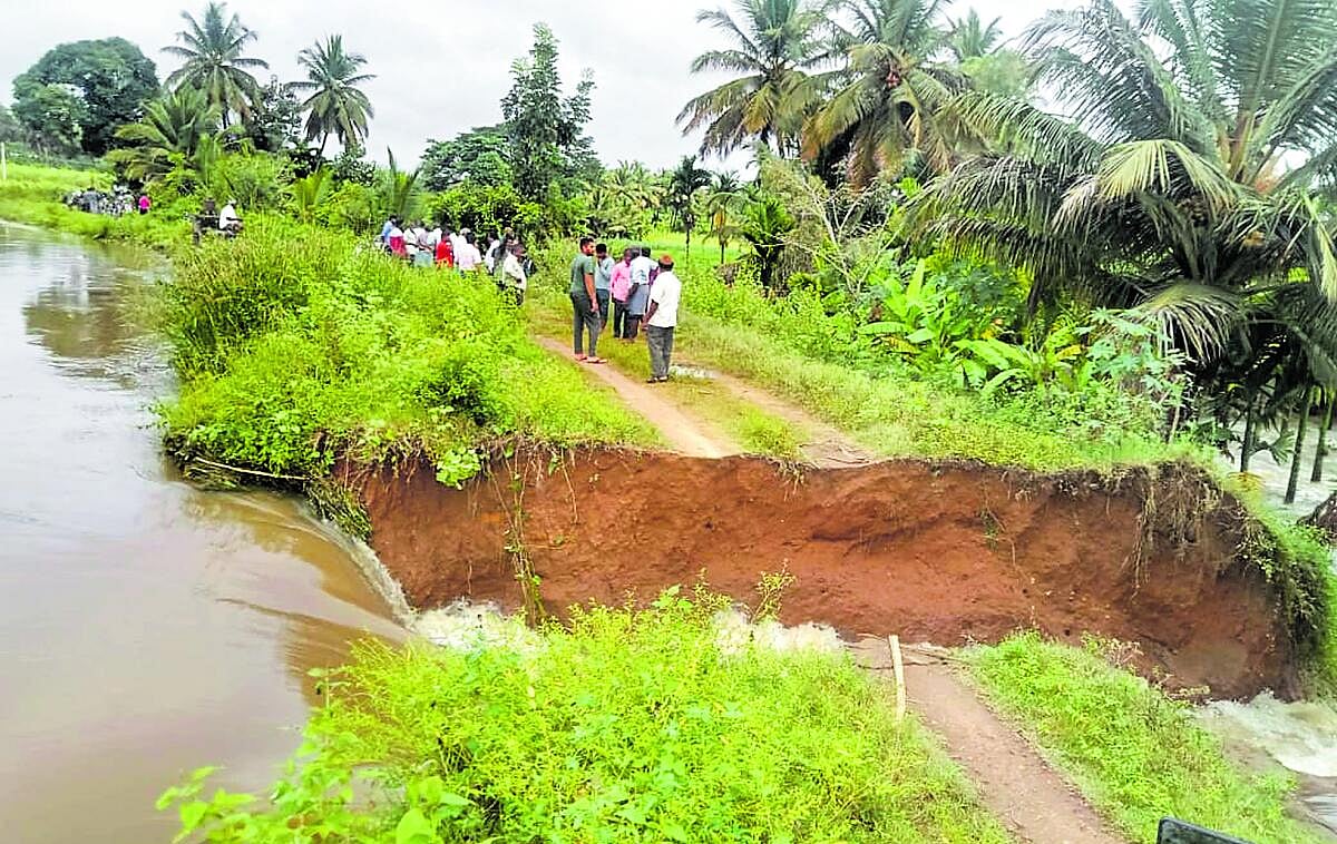 ಚಿಕ್ಕದೇವರಾಯಸಾಗರ ನಾಲೆ ಒಡೆದು ಅಪಾರ ಬೆಳೆ ಹಾನಿ