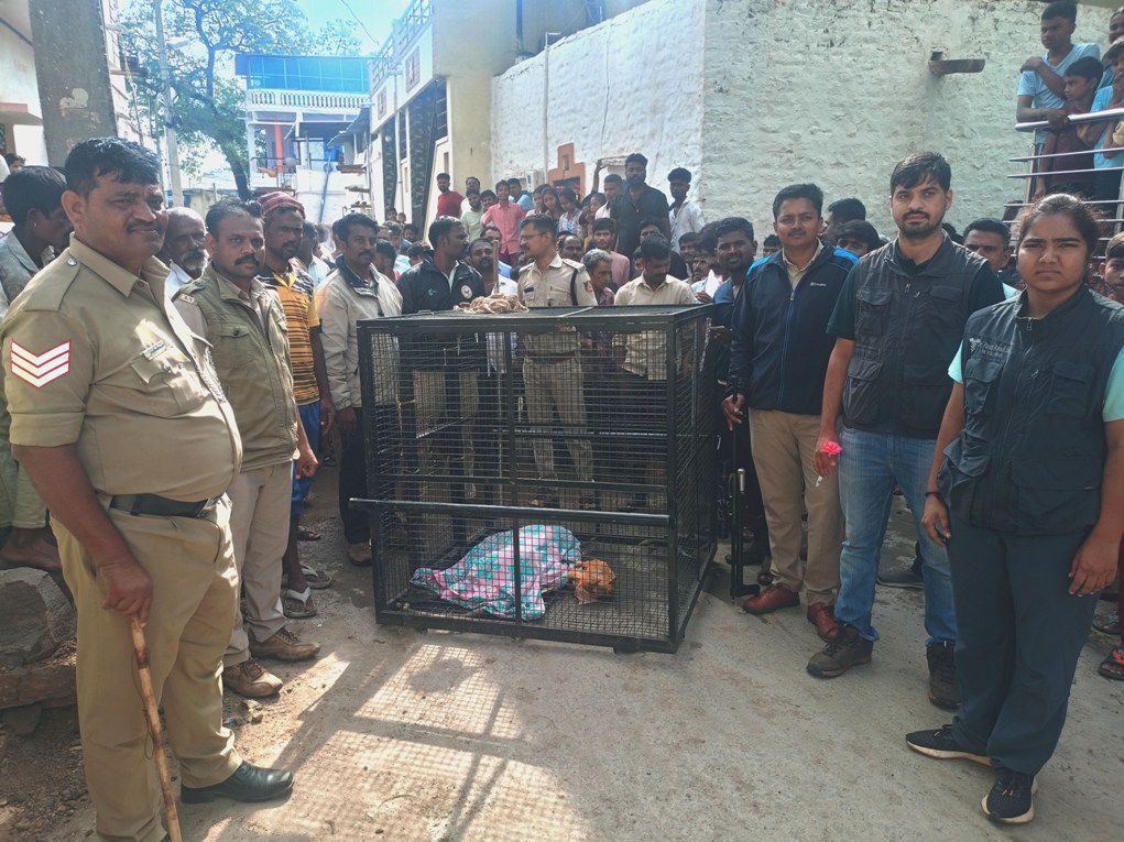 ಕೋತಿಯನ್ನು ಸೆರೆ ಹಿಡಿಯುವಲ್ಲಿ ಅರಣ್ಯ ಇಲಾಖೆ ಯಶಸ್ವಿಯಾಗಿದ್ದಾರೆ.  