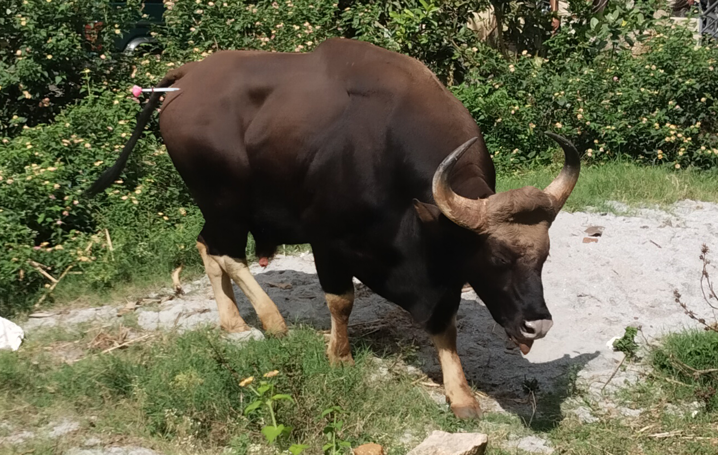 ಜನವಸತಿ ಪ್ರದೇಶದಲ್ಲಿ ಕಾಣಿಸಿದ ಕಾಡುಕೋಣ