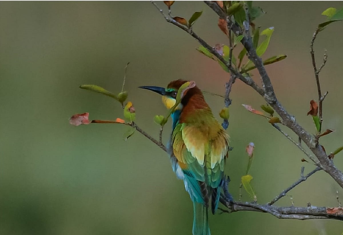 ವಿದೇಶಿ ಹಕ್ಕಿಗಳ ನಿನಾದ: ಬಂದರೋ ಬಂದರೋ ಕಳ್ಳಿಪೀರರು!