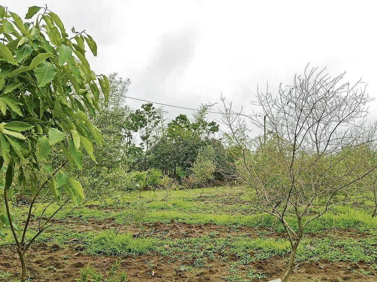 ರಾಜ್ಯದಲ್ಲಿ 5 ಸಾವಿರ ಗಿಡ ನೆಡುವ ಗುರಿ: ರಾಜೇಂದ್ರ ಸಿಂಗ್ ಬಿಸ್ಮಿಲ್