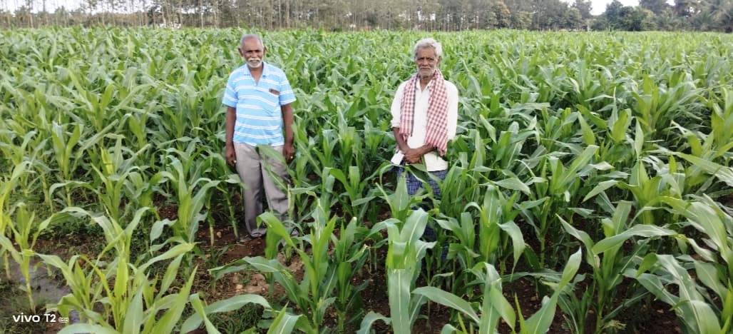 ರಾಮನಾಥಪುರ ಹೋಬಳಿ ವ್ಯಾಪ್ತಿಯಲ್ಲಿ ಎರಡು ದಿನಗಳು ಸುರಿದ ಮಳೆಯಿಂದ ಮುಸುಕಿನ ಜೋಳ ಬೆಳೆಯು ಹಸಿರಿನಿಂದ ಕಂಗೊಳಿಸುತ್ತಿದೆ