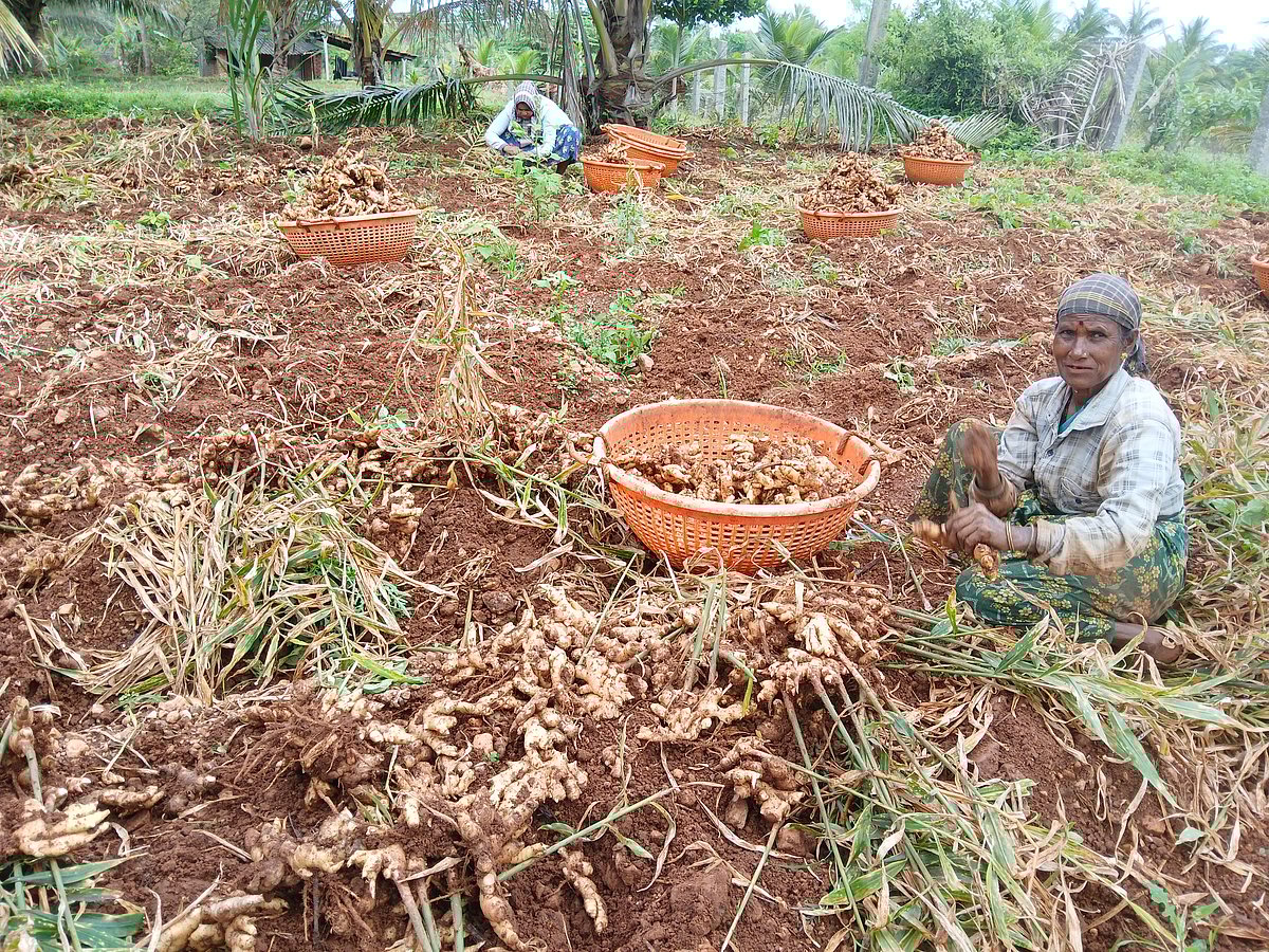 ₹3 ಸಾವಿರ ದಾಟಿದ ಹಸಿಶುಂಠಿ ದರ: ಅವಧಿಪೂರ್ವ ಕೊಯ್ಲಿಗೆ ಮುಂದಾದ ರೈತರು