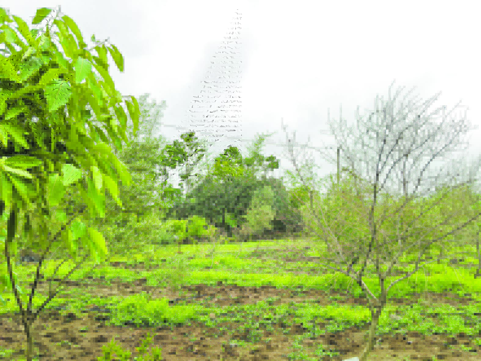 ‘ಕೇಶರ್ ಪರ್ವತ್’ ನೋಟ 