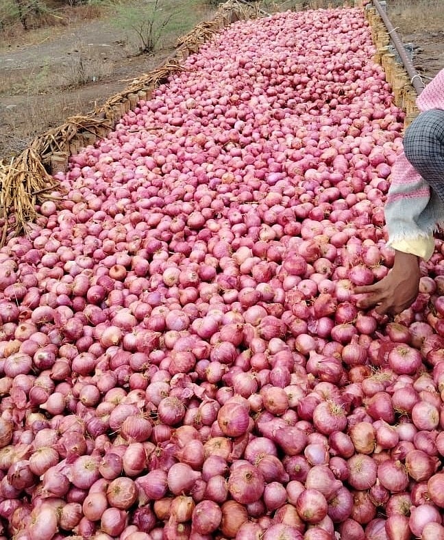 ವಿಜಯಪುರ: ಜಿಲ್ಲೆಯಲ್ಲಿ 22,496 ಹೆಕ್ಟರ್ ಉಳ್ಳಾಗಡ್ಡಿ ಬೆಳೆಹಾನಿ 