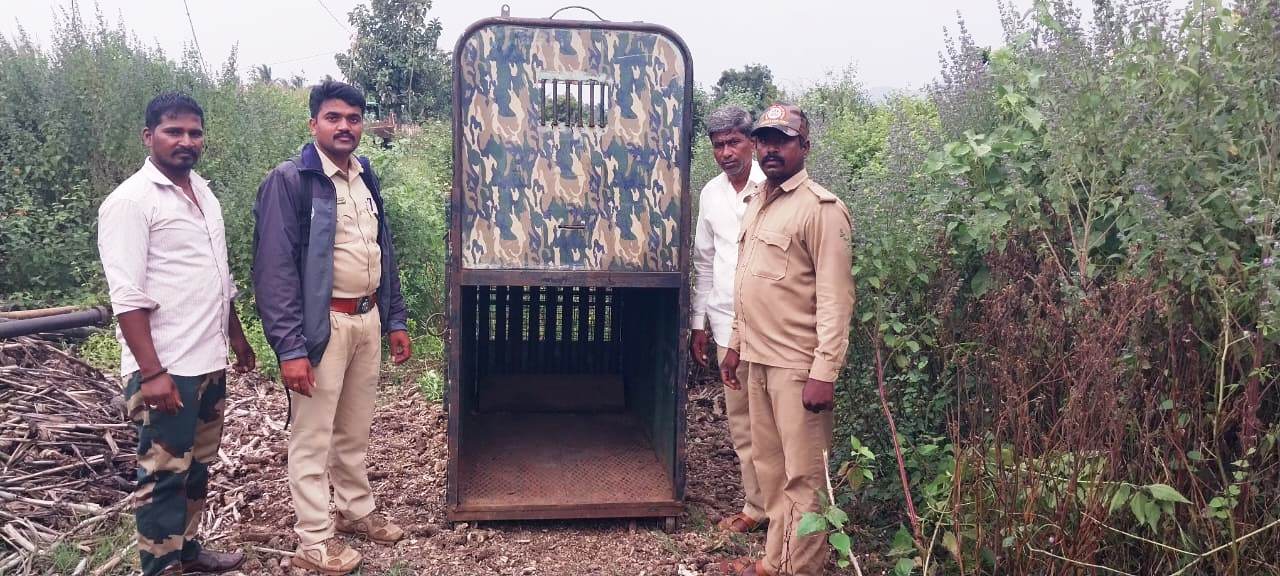 ರಟ್ಟೀಹಳ್ಳಿ ತಾಲ್ಲೂಕು ಕಣವಿಶಿದ್ಗೇರಿ ಗ್ರಾಮದ ಬಳಿ ಚಿರತೆ ಸೆರೆಗಾಗಿ ಅರಣ್ಯ ಸಿಬ್ಬಂದಿ ಬೋನ್ ಅಳವಡಿಸಿರುವುದು.