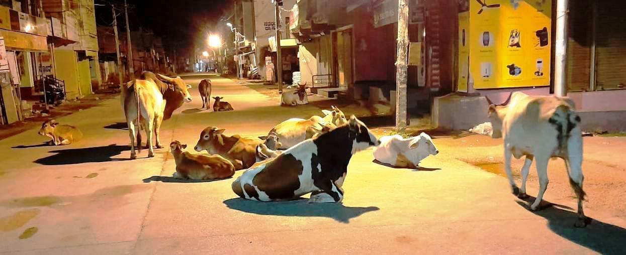 ಹರಕೆಯ ಗೋವುಗಳಿಗೆ ಗೋಶಾಲೆ ಇಲ್ಲದ ಕಾರಣ ರಸ್ತೆಯಲ್ಲಿ ರಾತ್ರಿ ವೇಳೆ ವಿಶ್ರಮಿಸುತ್ತಿರುವುದು.