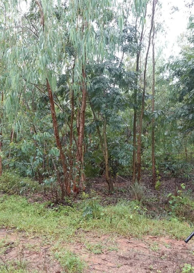 ಜೈವಿಕ ಉದ್ಯಾನವಾಗಲಿರುವ ಮಾದಪ್ಪನಹಳ್ಳಿ ಅರಣ್ಯ