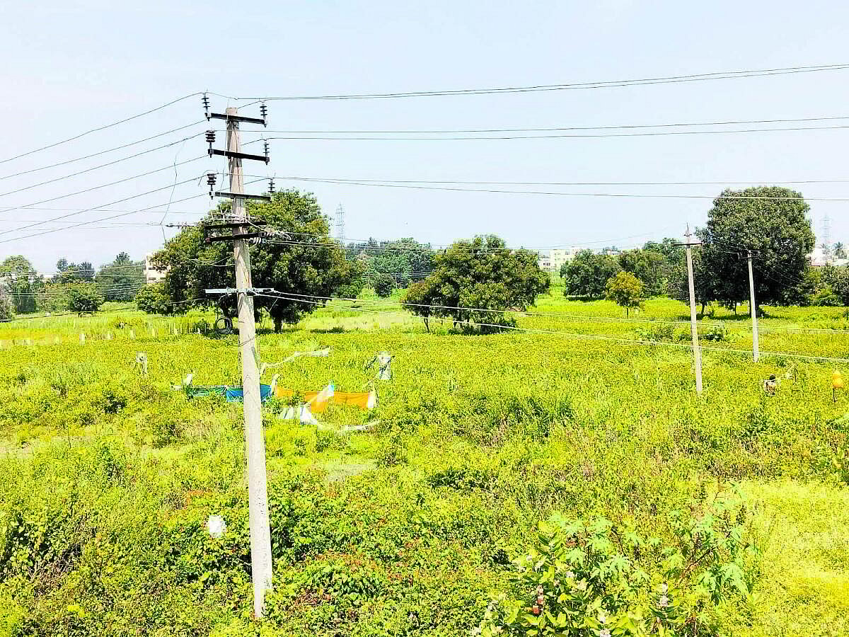 ಹಾರೋಹಳ್ಳಿ: ಹೆಚ್ಚಿದ ಕಾಡು ಹಂದಿ ಉಪಟಳ 