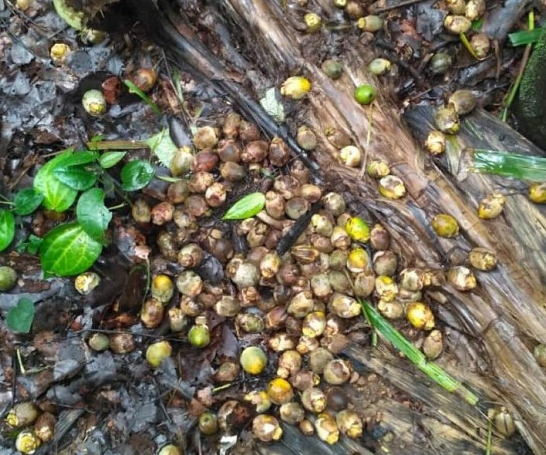 8 ಸಾವಿರ ಹೆಕ್ಟೇರ್‌ ಪ್ರದೇಶದಲ್ಲಿ ಅಡಿಕೆ ಬೆಳೆನಾಶ