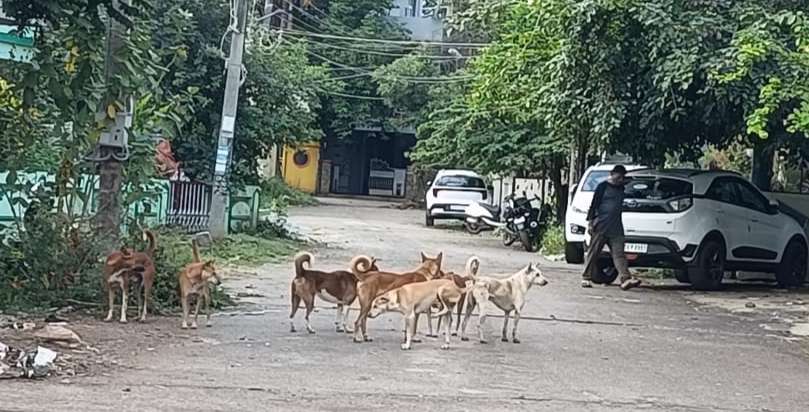 ಶಿರಾದ ವಿದ್ಯಾನಗರದಲ್ಲಿ ನಾಯಿಗಳ ಹಿಂಡು.