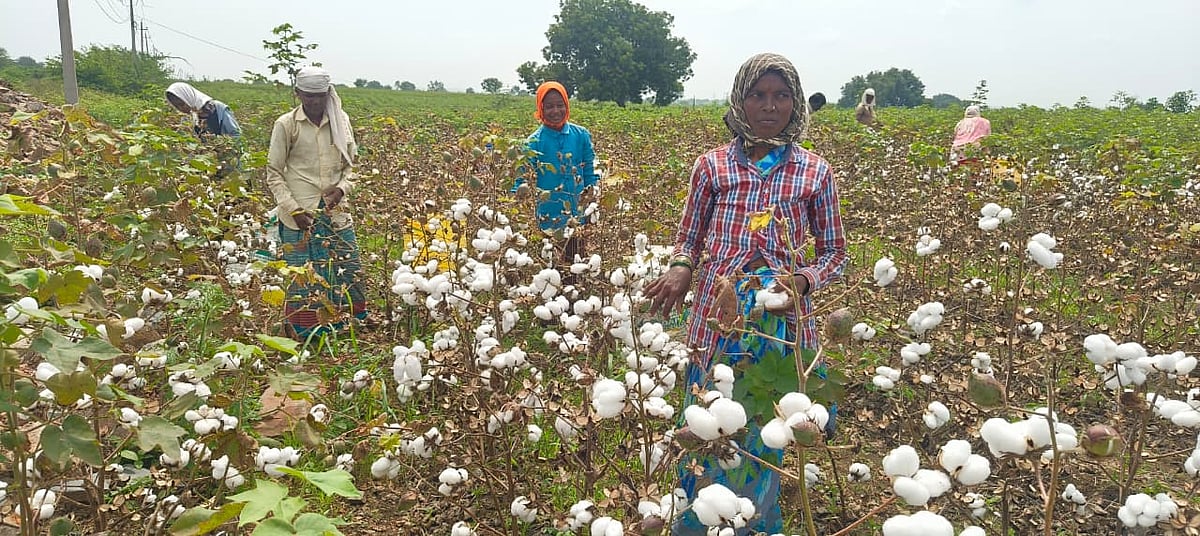 ಹಟ್ಟಿ | ಚುರುಕುಗೊಂಡ ಹತ್ತಿ ಕಟಾವು: ಉತ್ತಮ ದರ ಸಿಗುವ ನಿರೀಕ್ಷೆಯಲ್ಲಿ ರೈತರು