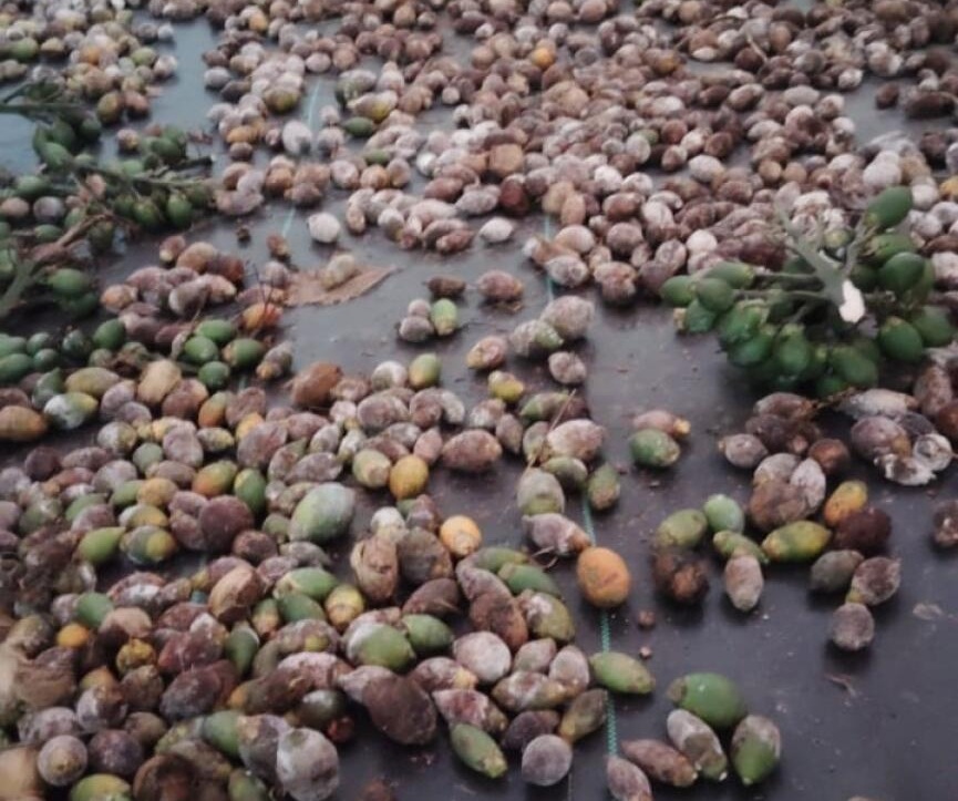 ಕೊಳೆರೋಗದಿಂದ ಉದುರಿದ್ದ ಅಡಿಕೆ