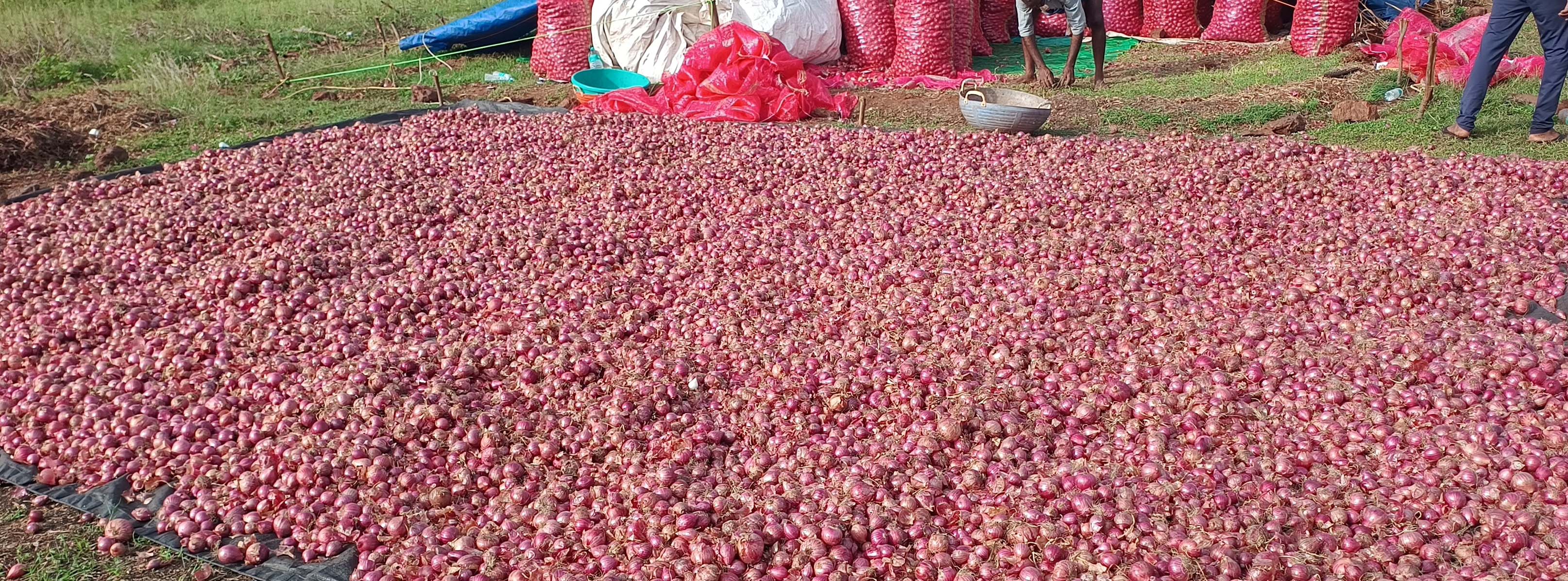 ಬಿಸಿಲಿಗೆ ಹರಡಿರುವ ಈರುಳ್ಳಿ ರಾಶಿ