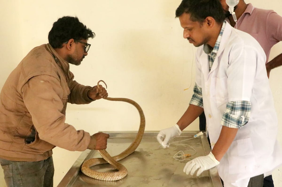 ಯಲ್ಲಾಪುರ: ಬಳಲಿದ ಹಾವಿಗೆ ಆರೈಕೆ ಭಾಗ್ಯ!