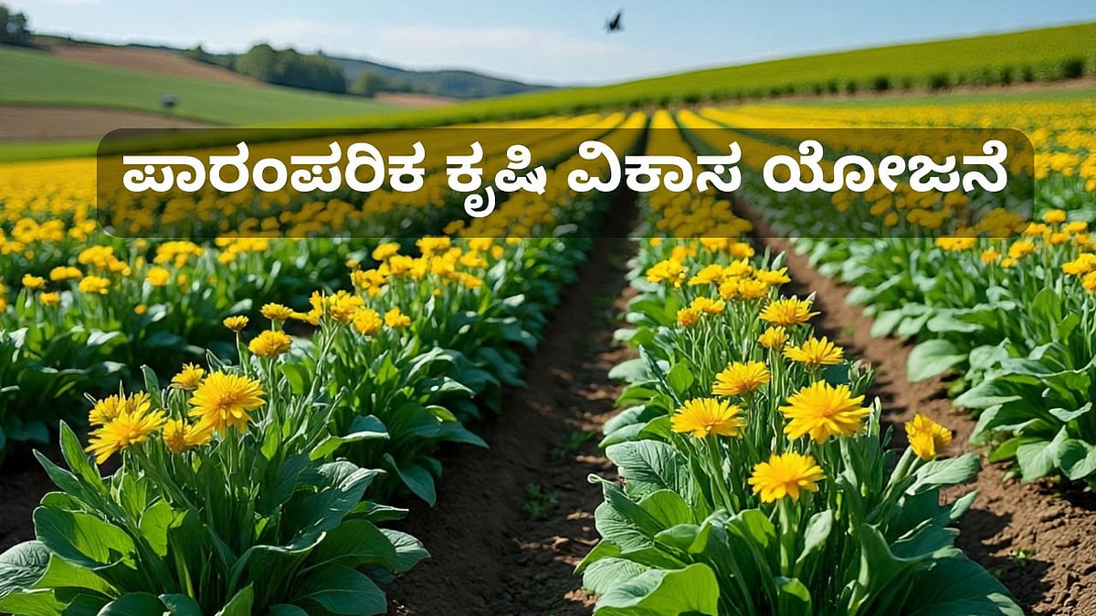 ಪಾರಂಪರಿಕ ಕೃಷಿ ವಿಕಾಸ ಯೋಜನೆ: ಲಾಭ ಪಡೆಯುವುದು ಹೇಗೆ? ಇಲ್ಲಿದೆ ಮಾಹಿತಿ