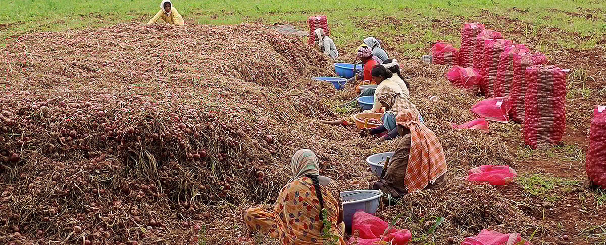 ಜಗಳೂರು | ದರ ಕುಸಿತ: ಬೆಳೆಗಾರರಿಗೆ ಕಣ್ಣೀರು ತರಿಸುತ್ತಿರುವ ಈರುಳ್ಳಿ