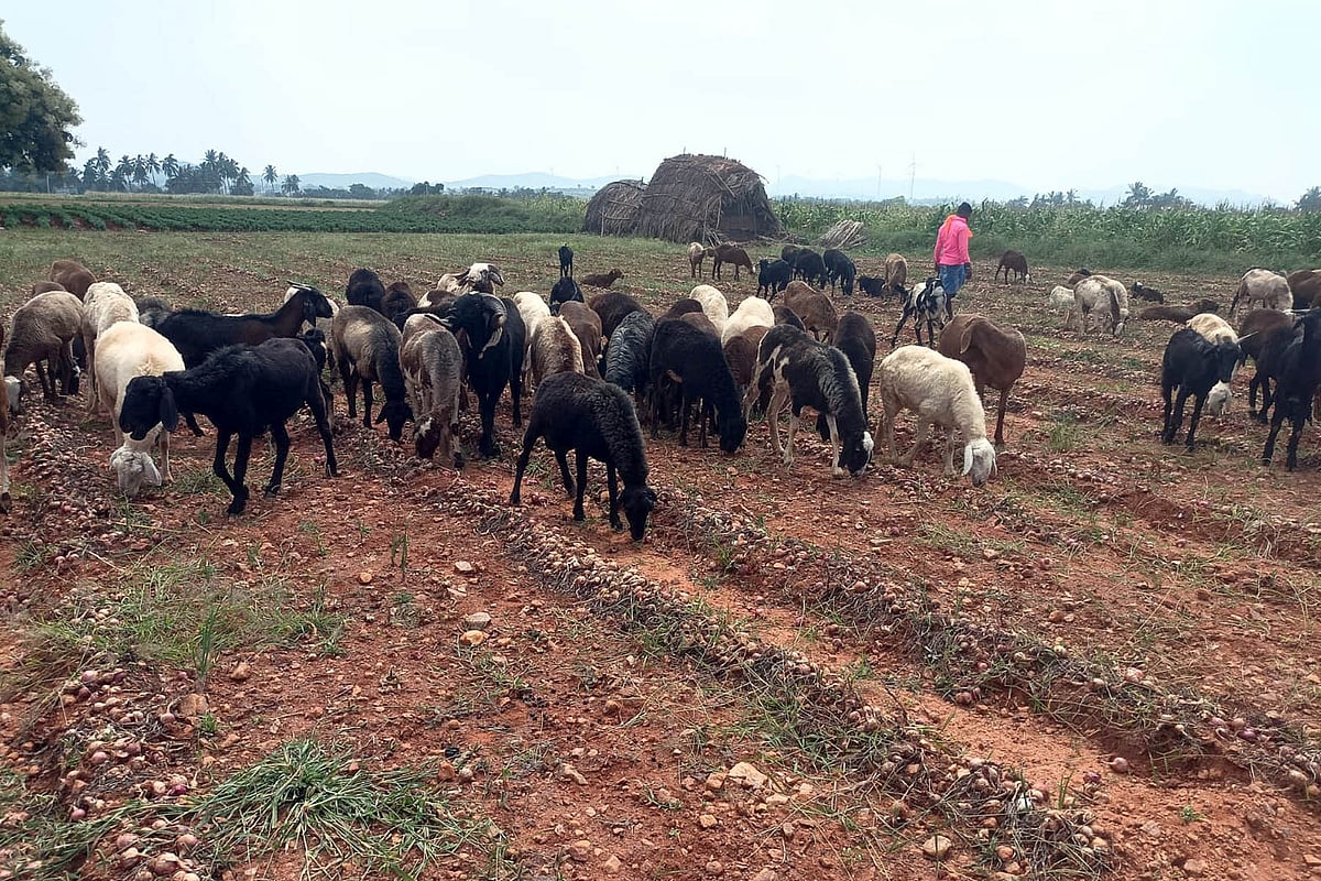 ಲಕ್ಕುಂಡಿ | ದರ ಕುಸಿತ: ಈರುಳ್ಳಿ ಹರಗಿದ ರೈತ