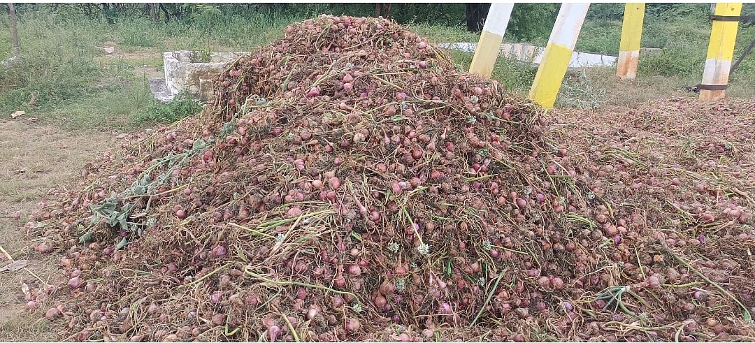 ರೋಣ | ಅಧಿಕ ತೇವಾಂಶ: 3,500 ಹೆಕ್ಟರ್ ಉಳ್ಳಾಗಡ್ಡಿ ಬೆಳೆ ಹಾನಿ