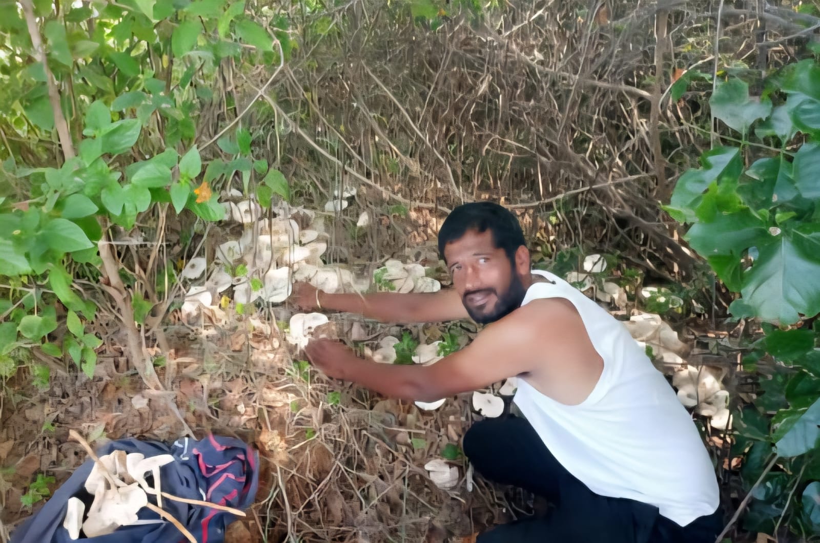 ಅಣಬೆಗಳನ್ನು ಕೀಳುತ್ತಿರುವ ನರೇಶ್ ರೆಡ್ಡಿ.
