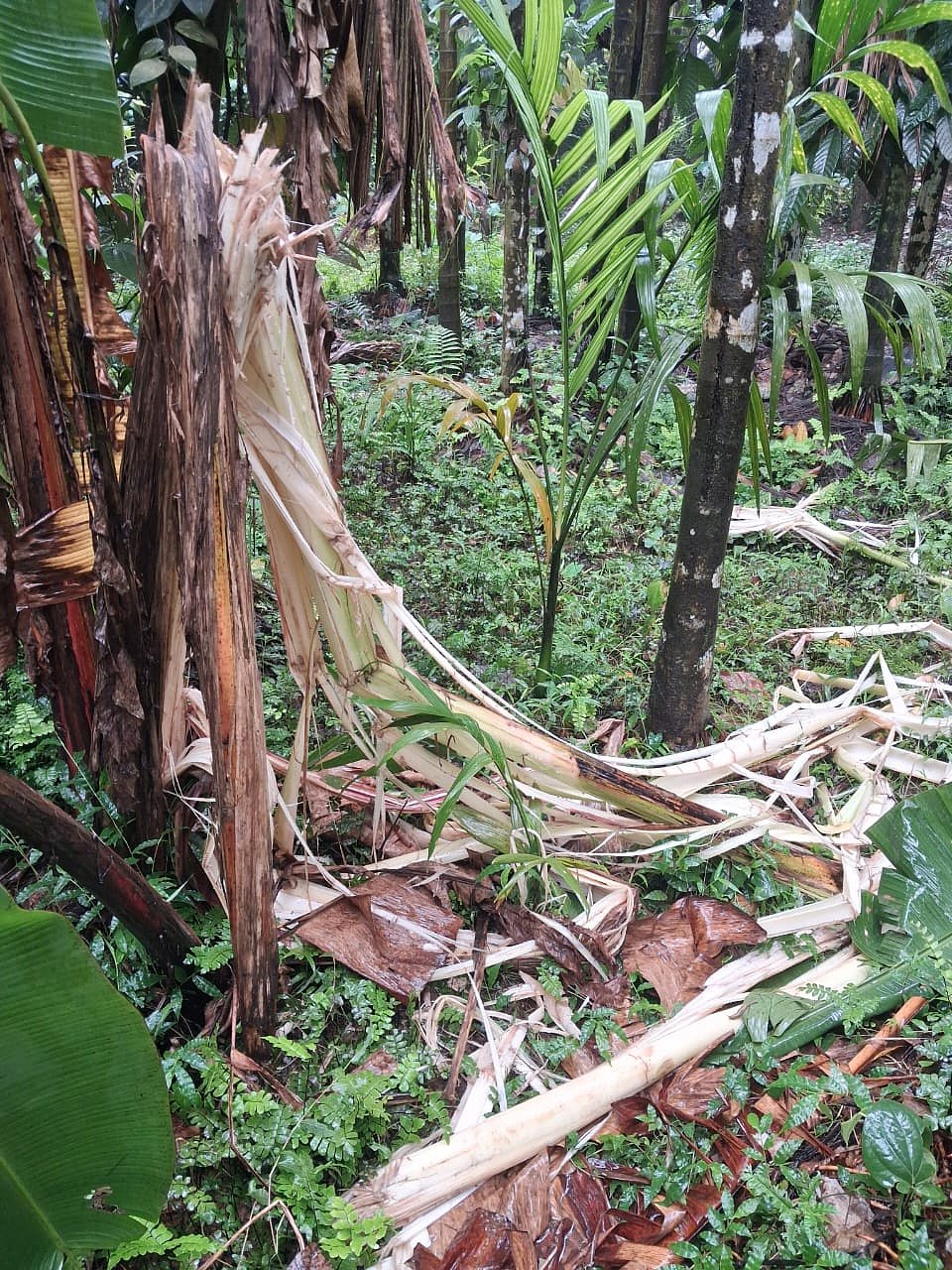 ಅಮ್ಚಿನಡ್ಕ-ಮಳಿ ಭಾಗದಲ್ಲಿ ಕಾಡಾನೆ ಲಗ್ಗೆ; ಬೆಳೆಹಾನಿ