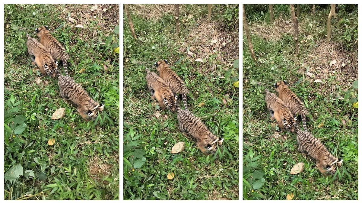 ಚಾಮರಾಜನಗರ: ಮೂರು ಹುಲಿ ಮರಿಗಳ ರಕ್ಷಣೆ; ತಾಯಿ ಹುಲಿಗೆ ಶೋಧ