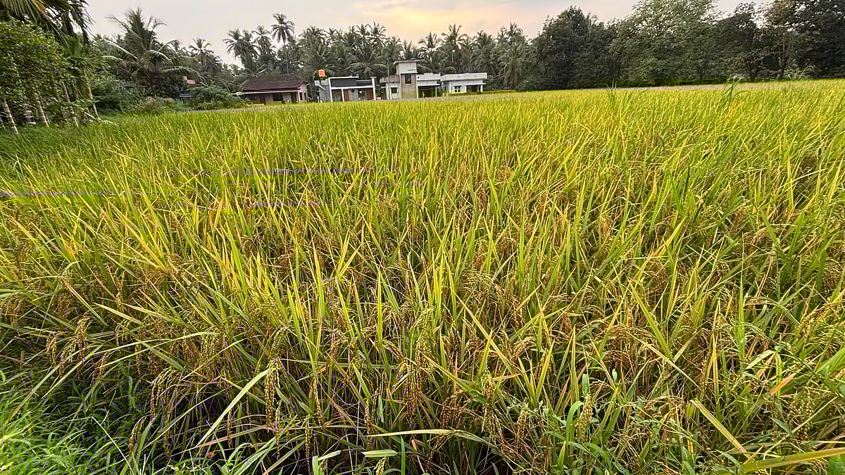 ಉಡುಪಿ | ಮಾಗಿದ ಪೈರು: ಮಳೆ ಆತಂಕದಲ್ಲಿ ರೈತರು