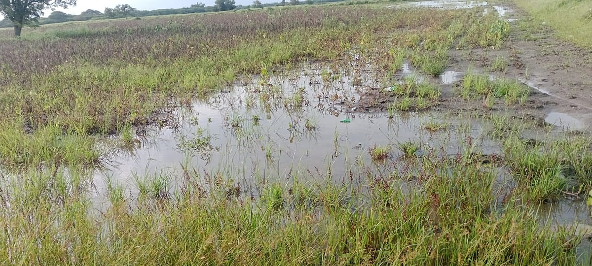 ಹುಬ್ಬಳ್ಳಿ: ಜಿಲ್ಲೆಯಲ್ಲಿ 97,629 ಹೆಕ್ಟೇರ್‌ ಬೆಳೆ ಹಾನಿ