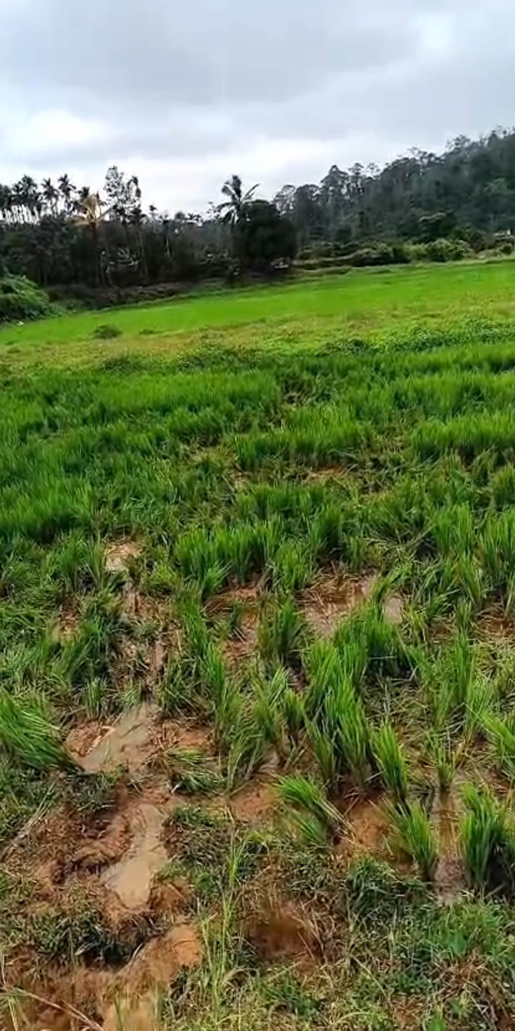ನಾಪೋಕ್ಲು ಸಮೀಪದ ನೆಲಜಿ ಗ್ರಾಮದ ಅಪ್ಪುಮಣಿಯಂಡ ರಘುಸುಬ್ಬಯ್ಯ ಅವರ ಬತ್ತದ ಗದ್ದೆಗಳಲ್ಲಿ ಕಾಡಾನೆಗಳು ಪೈರನ್ನು ತುಳಿದು ನಾಶ ಮಾಡಿರುವುದು.