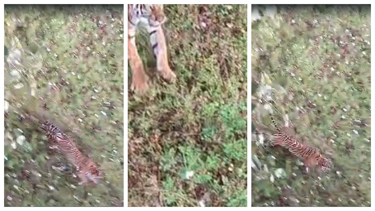 ಕೂಂಬಿಂಗ್‌ ವೇಳೆ ಹುಲಿ ದಾಳಿ | ರೈತನಿಗೆ ಗಾಯ: ಸೆರೆಗೆ ಇಳಿದ ಅಭಿಮನ್ಯು, ಭಗೀರಥ