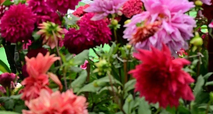 ಹಾಸನ: ಫಲಪುಷ್ಪ ಪ್ರದರ್ಶನ ನಾಳೆಯಿಂದ