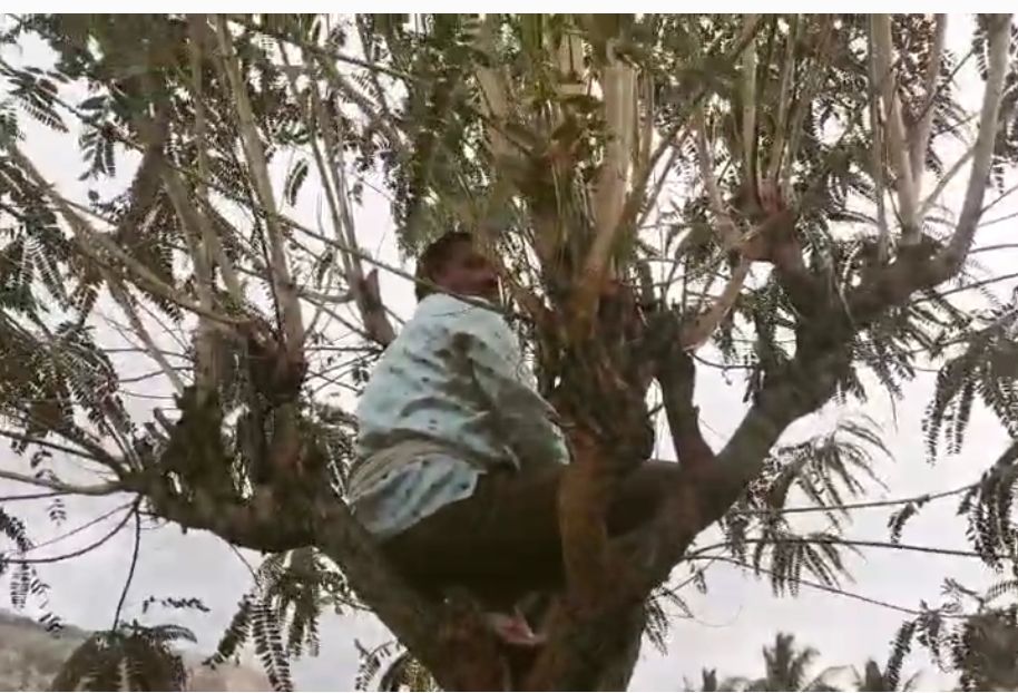 ಚಿರತೆ ನೋಡಲು ಮರ ಏರಿ ಕುಳಿತ ಗ್ರಾಮಸ್ಥರು