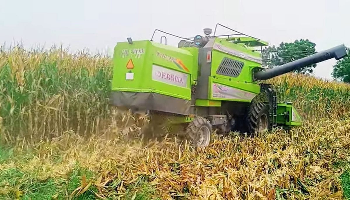 ಉತ್ತರ ಕನ್ನಡ | ಮೆಕ್ಕೆಜೋಳ: ಕಟಾವು ದುಬಾರಿ