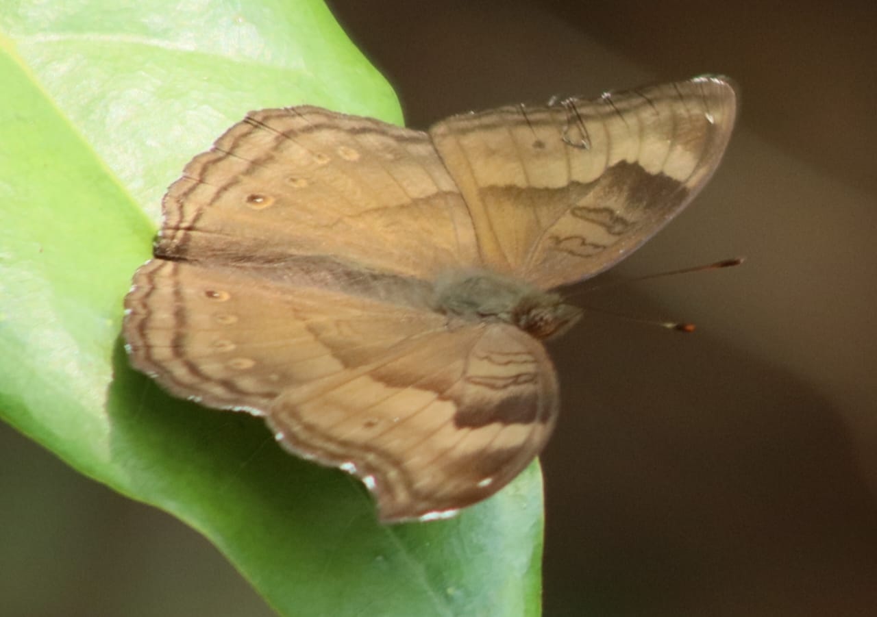 ಚಿಟ್ಟೆ ಉದ್ಯಾನದಲ್ಲಿ ಕಂಡು ಬರುವ ಚಿಟ್ಟೆ