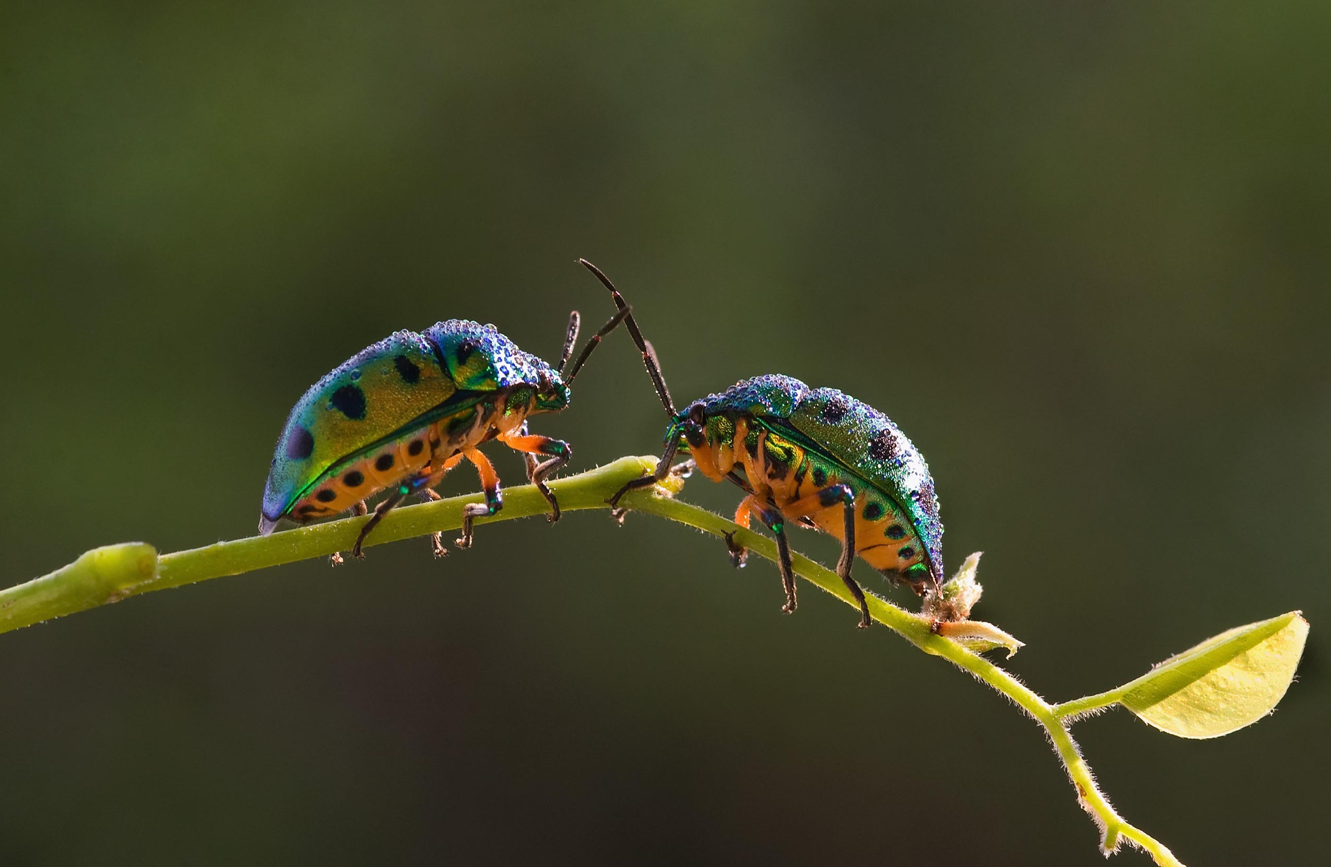 ಹಸಿರು ಜೀರುಂಡೆಗಳ ಮುಖಾಮುಖಿ