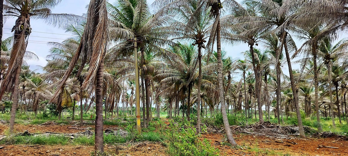 ತೆಂಗಿಗೆ ರೋಗಬಾಧೆ | ಸಮೀಕ್ಷೆ ಅಪೂರ್ಣ: ಪರಿಹಾರ ಸಿಗದೇ ರೈತರು ಕಂಗಾಲು
