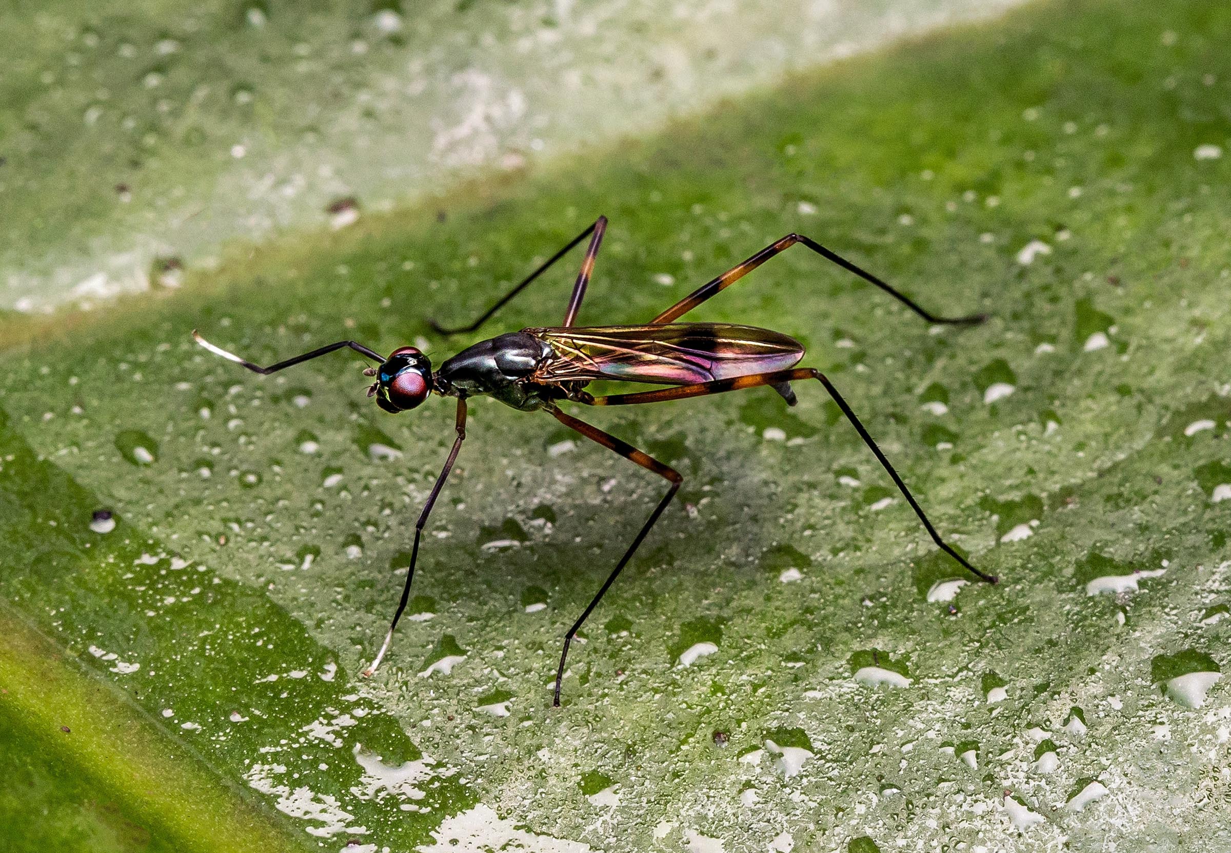 ಉದ್ದ ಕಾಲುಗಳ ಕೀಟ