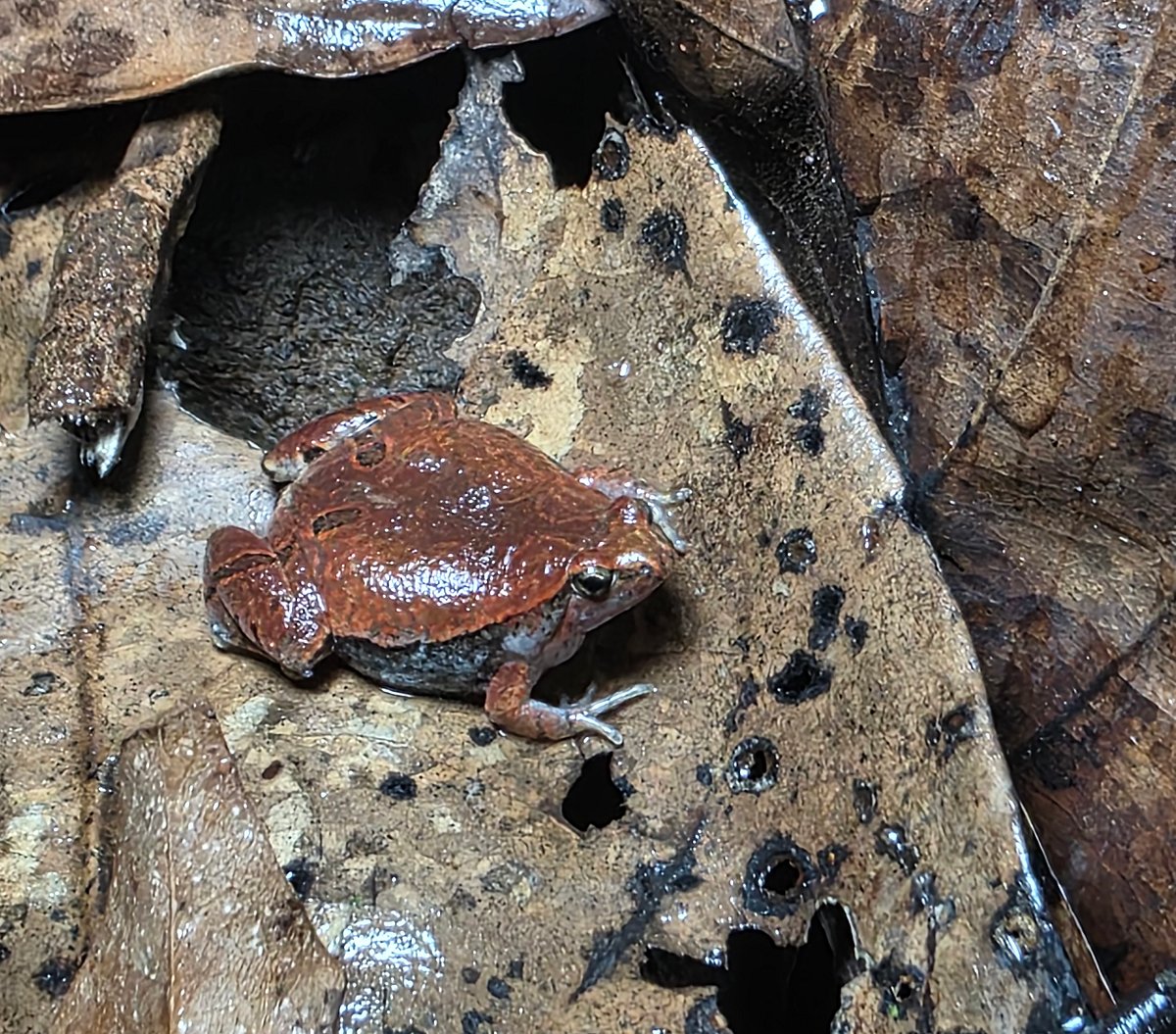 ಕರಾವಳಿಯಲ್ಲಿ ಕಪ್ಪೆಗಳ ಶೋಧ ಚುರುಕು