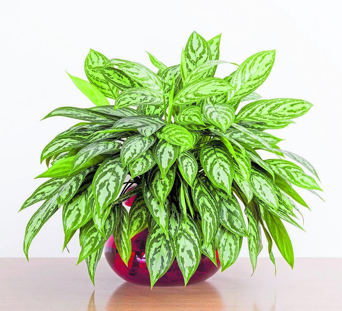 Home Gardening: ಮನೆಯೊಳಗೆ ನಳನಳಿಸಲಿ ಹಸಿರು