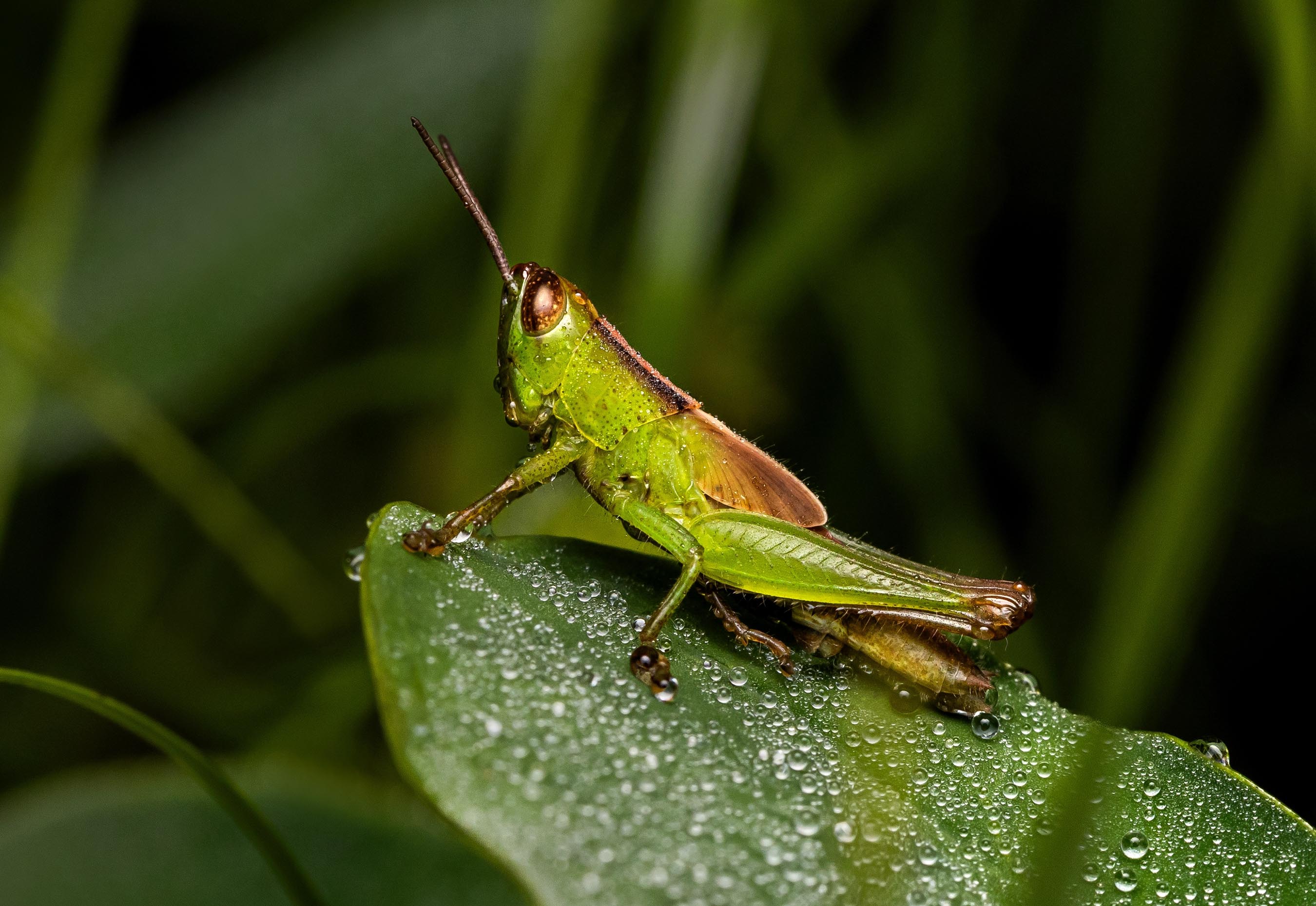 ಮಿಡತೆ