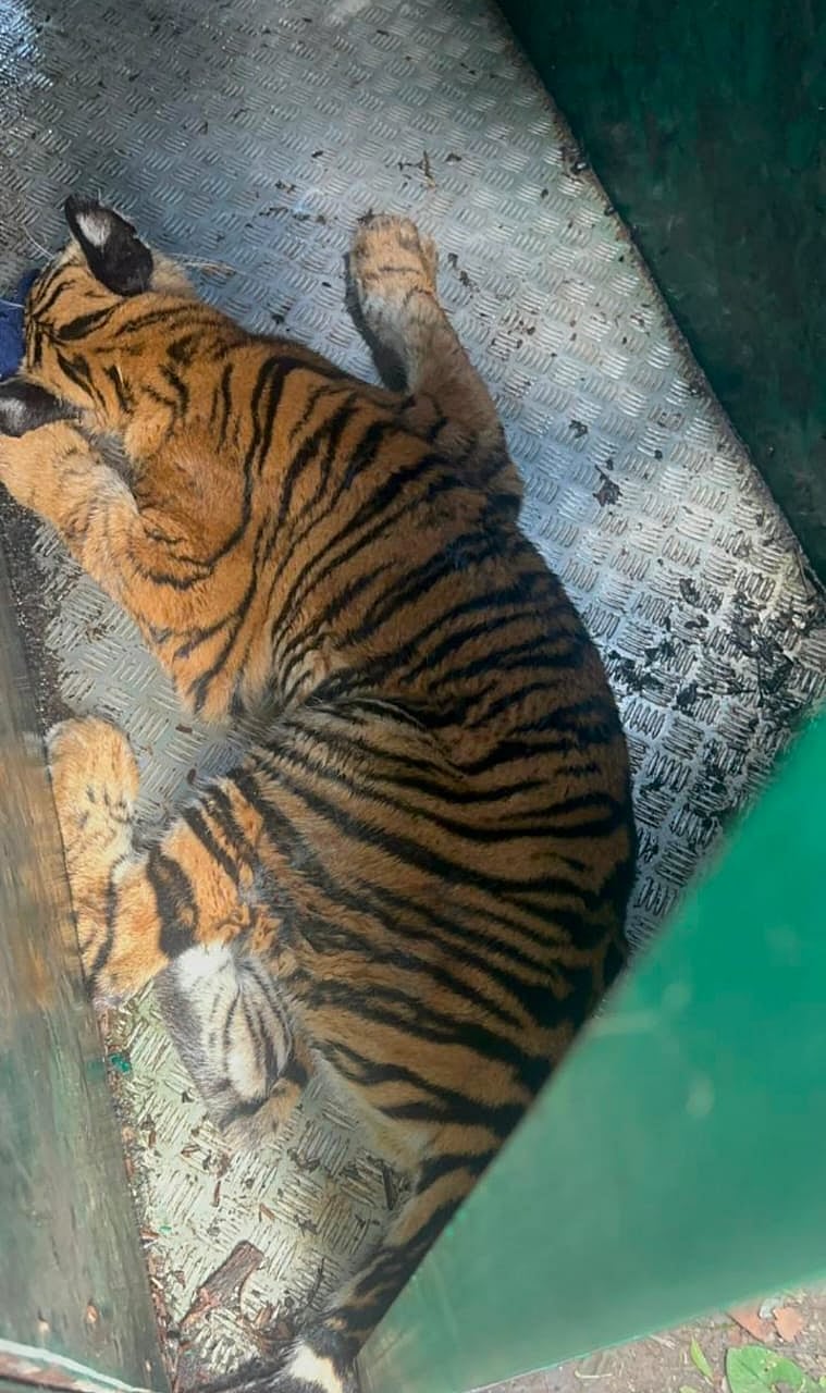 ಸರಗೂರು | ರೈತನ ಮೇಲೆ ದಾಳಿ ಮಾಡಿದ್ದ ಹುಲಿ ಸೆರೆ