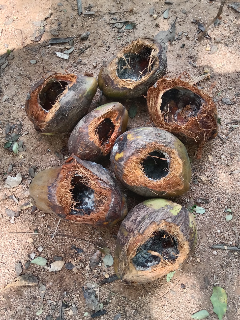 ಕೆಂಚಳಿಲು ತಿಂದು ಹಾಕಿದ ಸಿಯಾಳ.