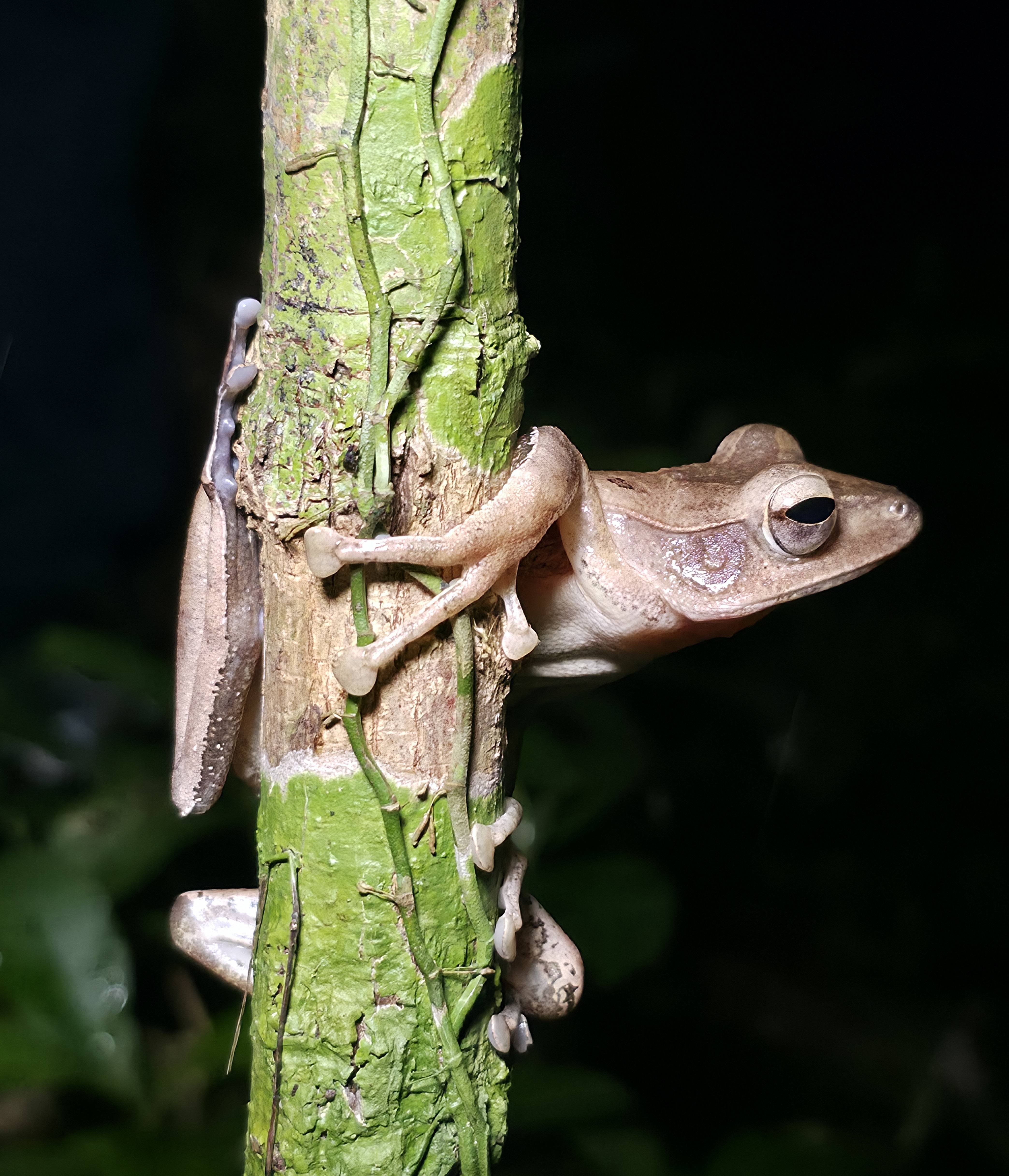 ವೆಸ್ಟರ್ನ್ ಟ್ರೀ ಕಪ್ಪೆ