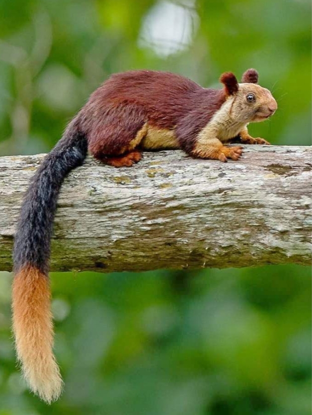 ಕೆಂಚಳಿಲು ( ಸಂಗ್ರಹ ಚಿತ್ರ )