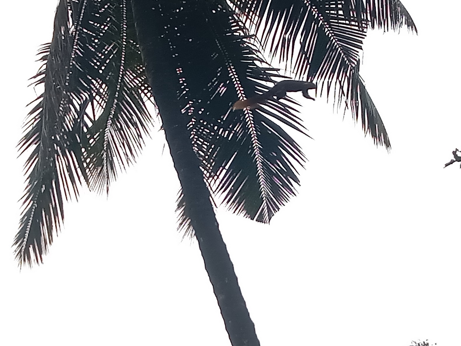 ತೆಂಗಿನ ಮರಕ್ಕೆ ಲಗ್ಗೆಯಿಡುತ್ತಿರುವ ಕೆಂಚಳಿಲು. 
