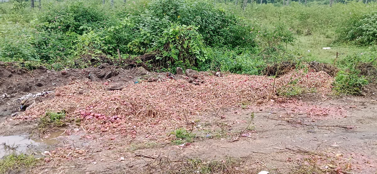 ಹಳೇಬೀಡು | ಅಧಿಕ ಆವಕ: ಕ್ವಿಂಟಲ್ ಈರುಳ್ಳಿಗೆ ಕೇವಲ ₹700! 