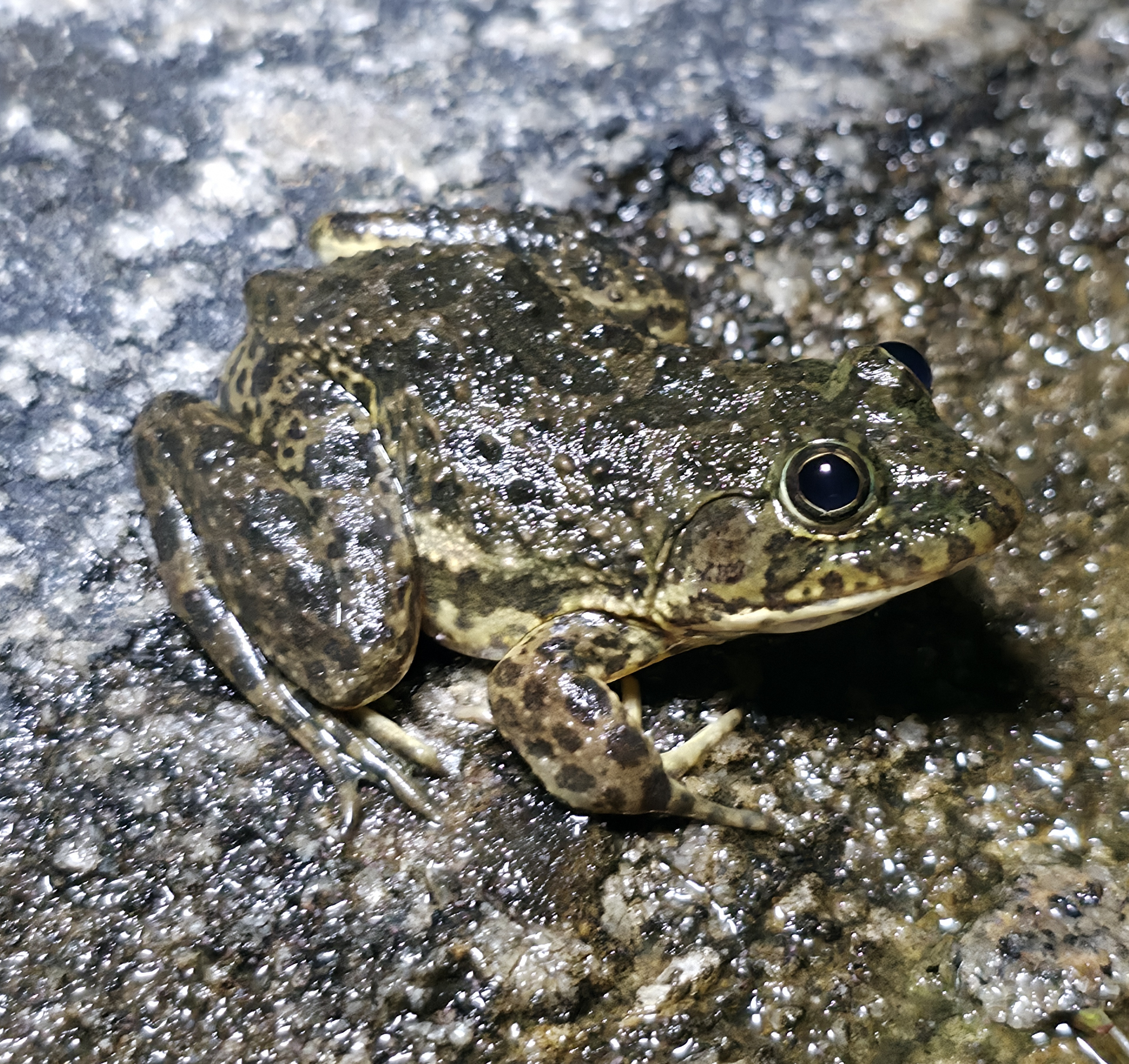 ಇಂಡಿಯನ್ ಸ್ಕಿಟರಿಂಗ್ ಕಪ್ಪೆ