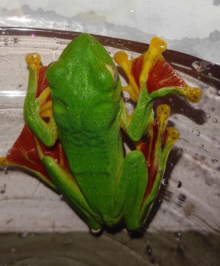 ಬೆಳಗಾವಿ: ಅಪರೂಪದ ಮಲಬಾರ ಹಾರುವ ಕಪ್ಪೆ ಪತ್ತೆ