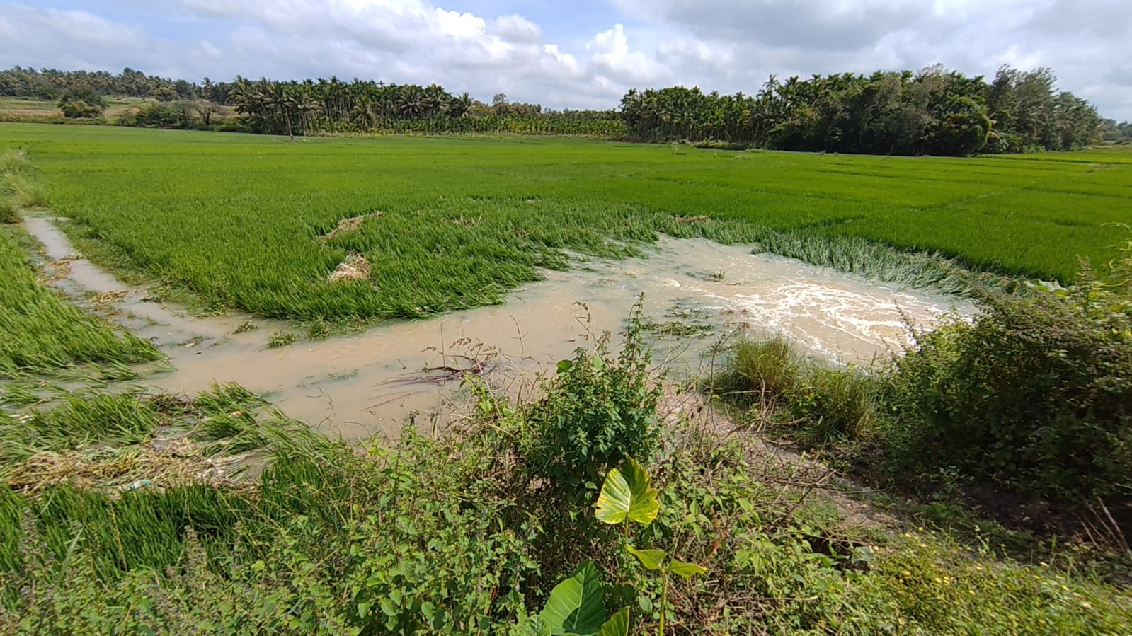 ಅರಕಲಗೂಡು ತಾಲ್ಲೂಕು ಪಾರಸನಹಳ್ಳಿಯಲ್ಲಿ ಭತ್ತದ ಗದ್ದೆಗೆ ನೀರು ನುಗ್ಗಿ ಬೆಳೆ ಹಾನಿಯಾಗಿರುವುದು